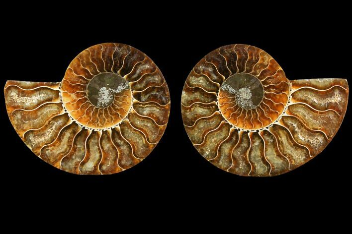 Sliced Ammonite Fossil - Agatized #116789